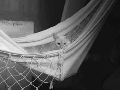 kat in een hangmat